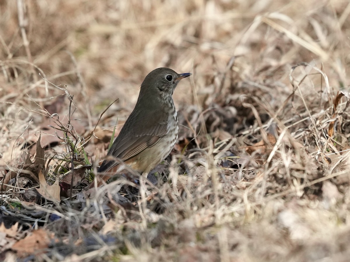 Hermit Thrush - ML650665822