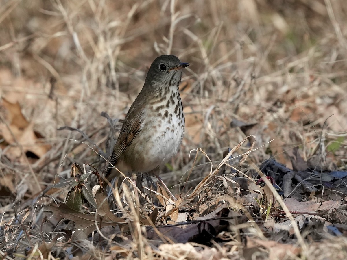 Hermit Thrush - ML650665823