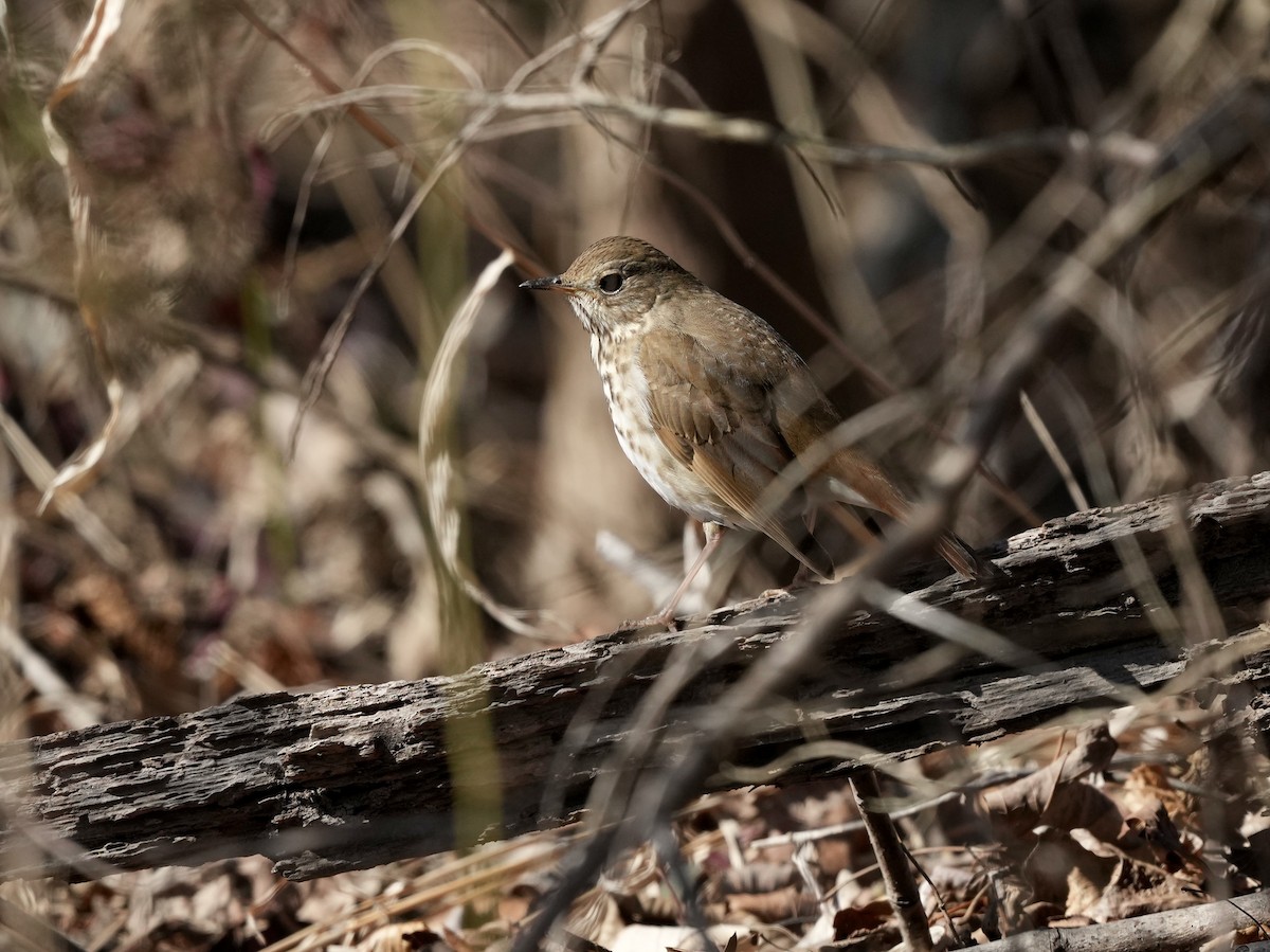 Hermit Thrush - ML650665824