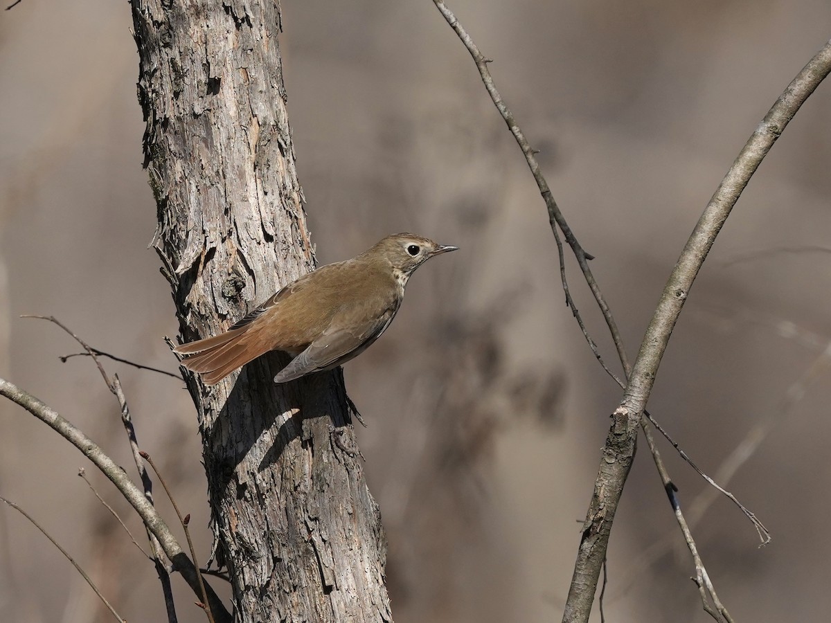Hermit Thrush - ML650665825