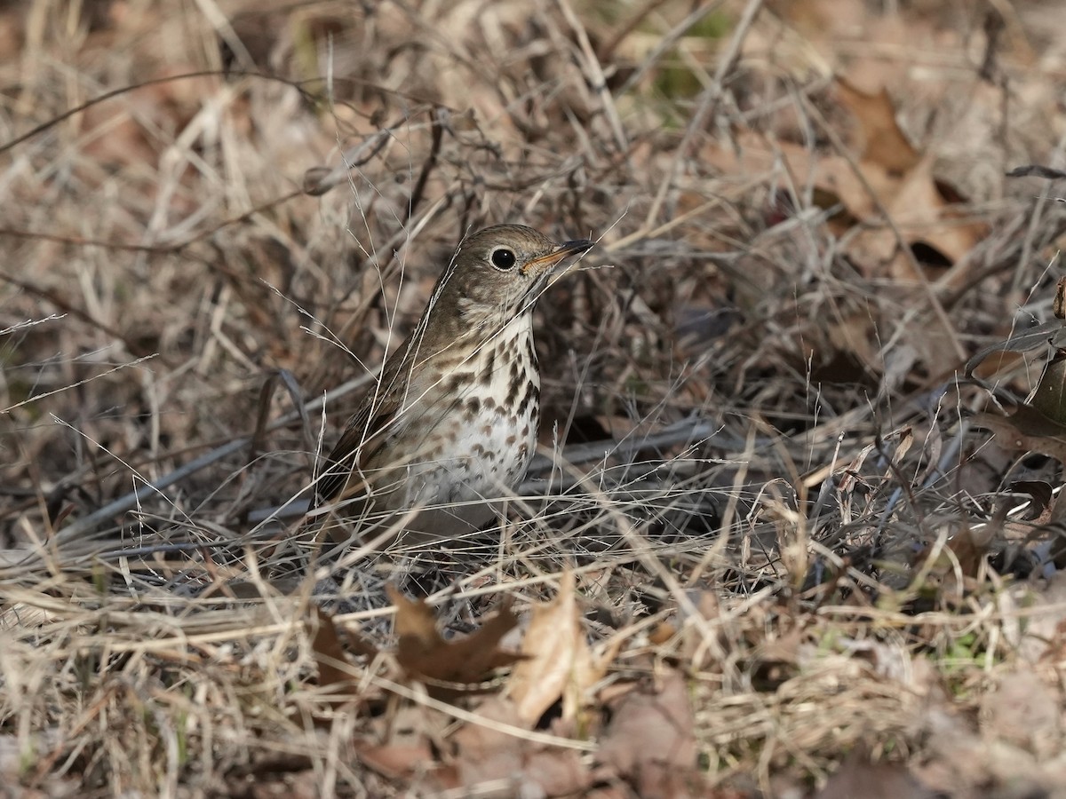 Hermit Thrush - ML650665826