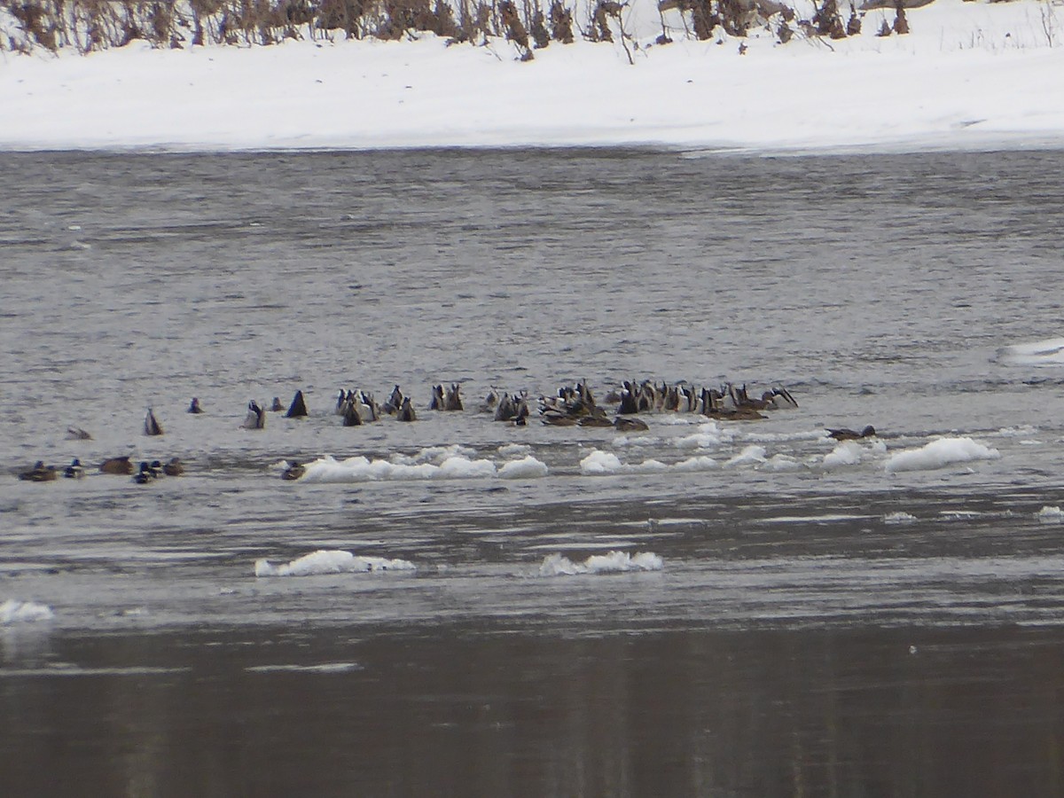 Mallard - ML650665967