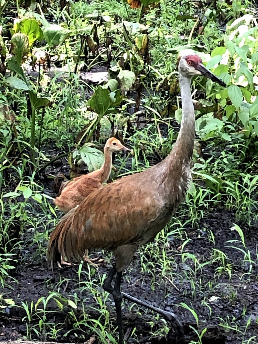 Grulla Canadiense - ML650666081