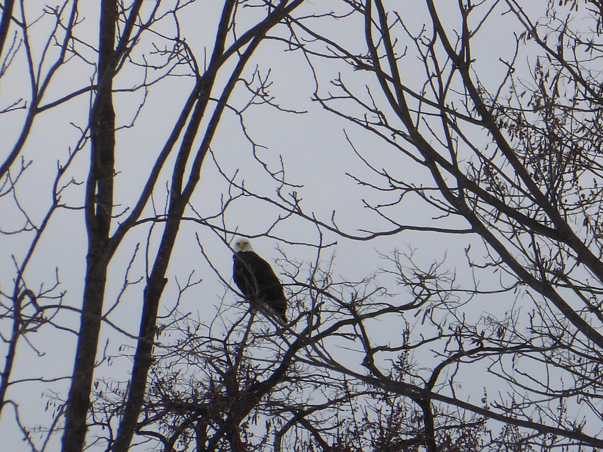 Bald Eagle - ML650666129