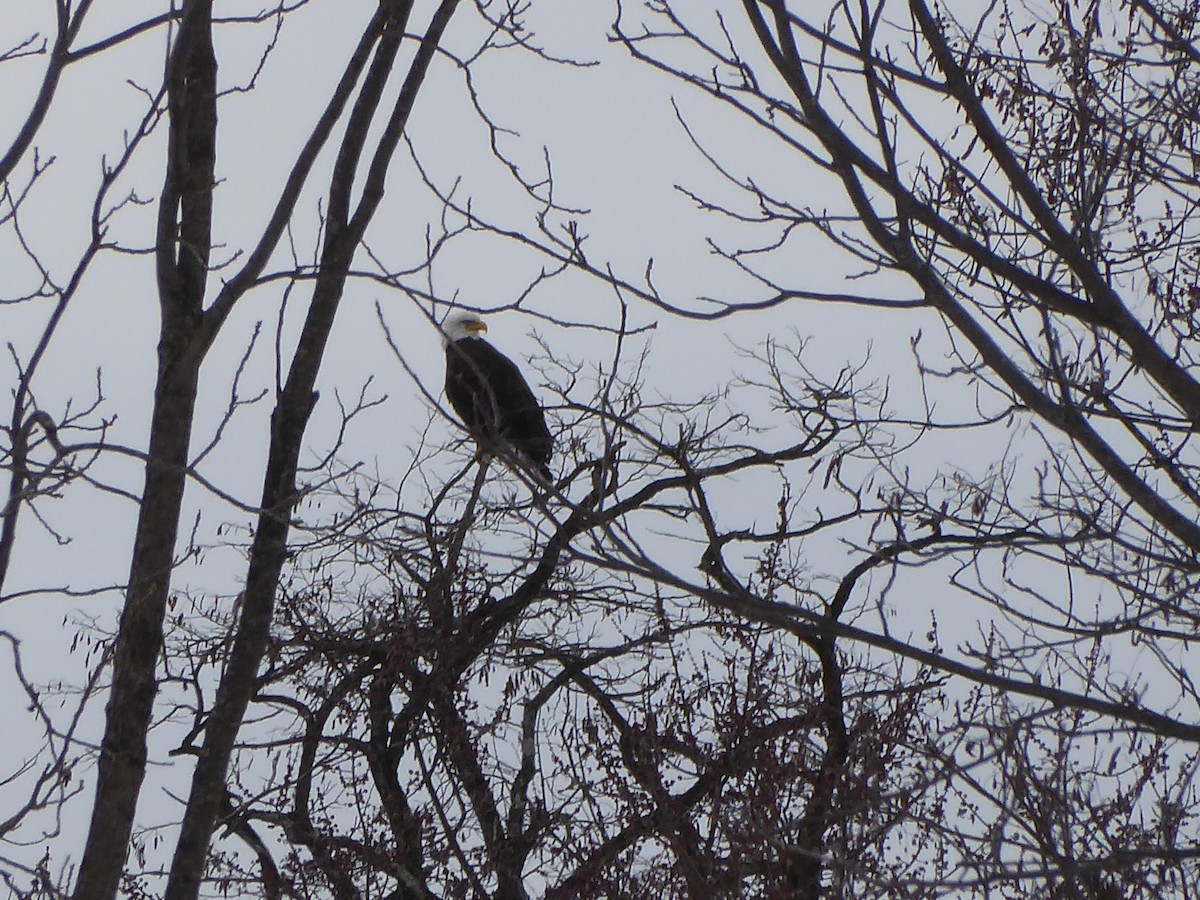 Bald Eagle - ML650666138
