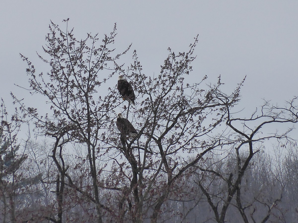 Bald Eagle - ML650666153