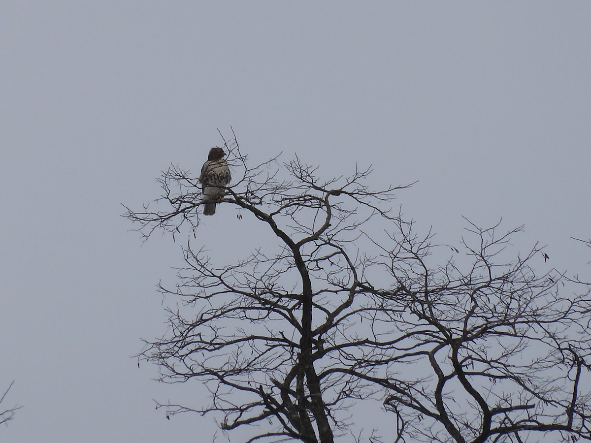 Red-tailed Hawk - ML650666190