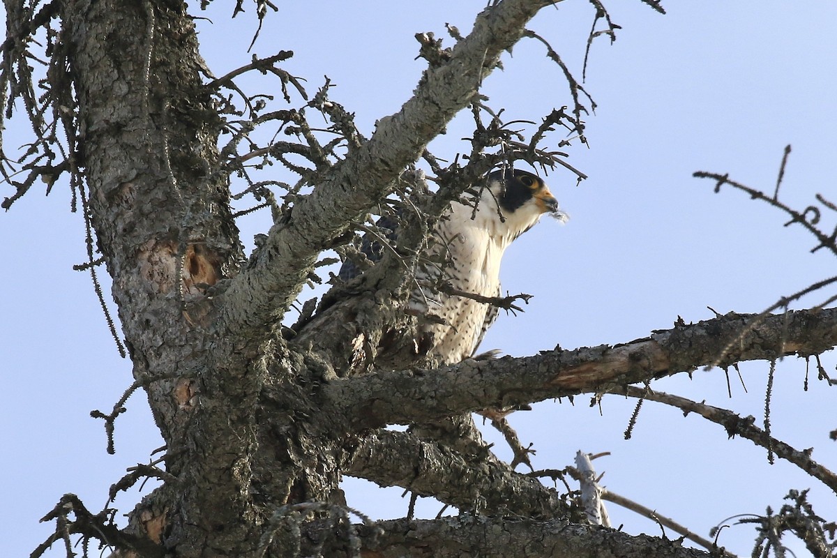 Сапсан - ML650666363