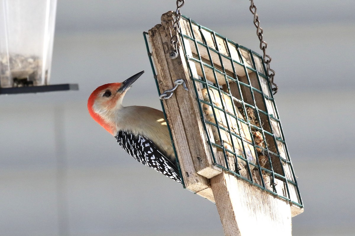 Каролинский дятел - ML650666401