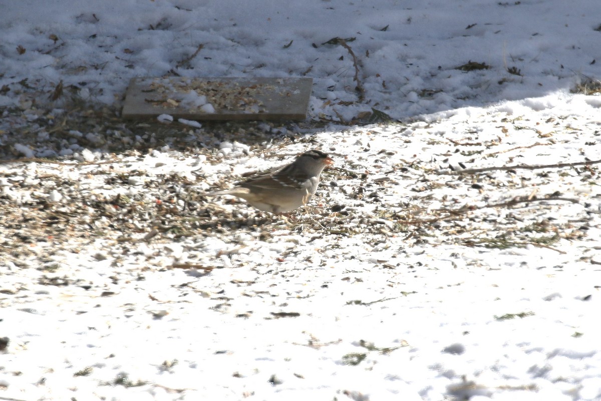 Белобровая овсянка - ML650666423