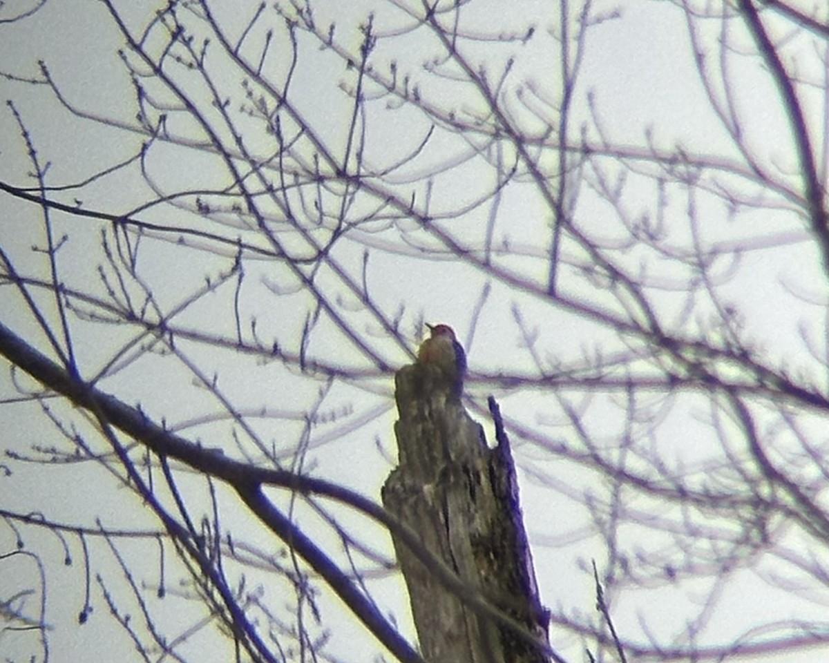 Гіла каролінська - ML650666583