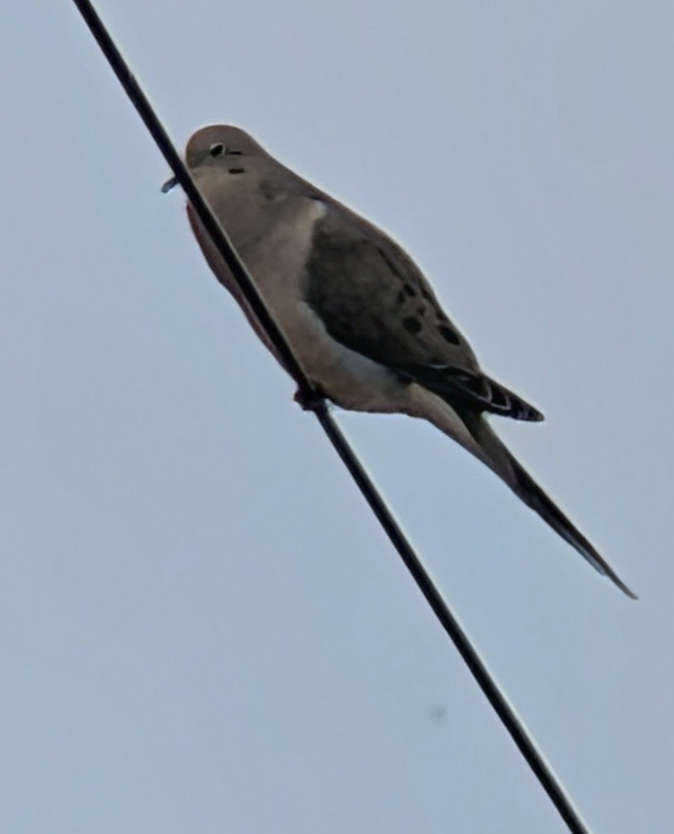 Zenaida Huilota - ML650666841