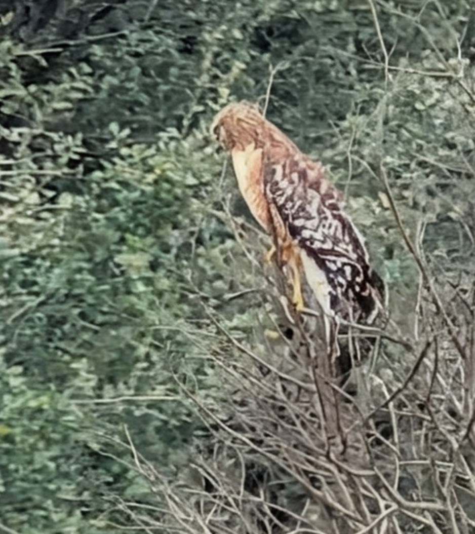 Busardo Pechirrojo - ML650666854