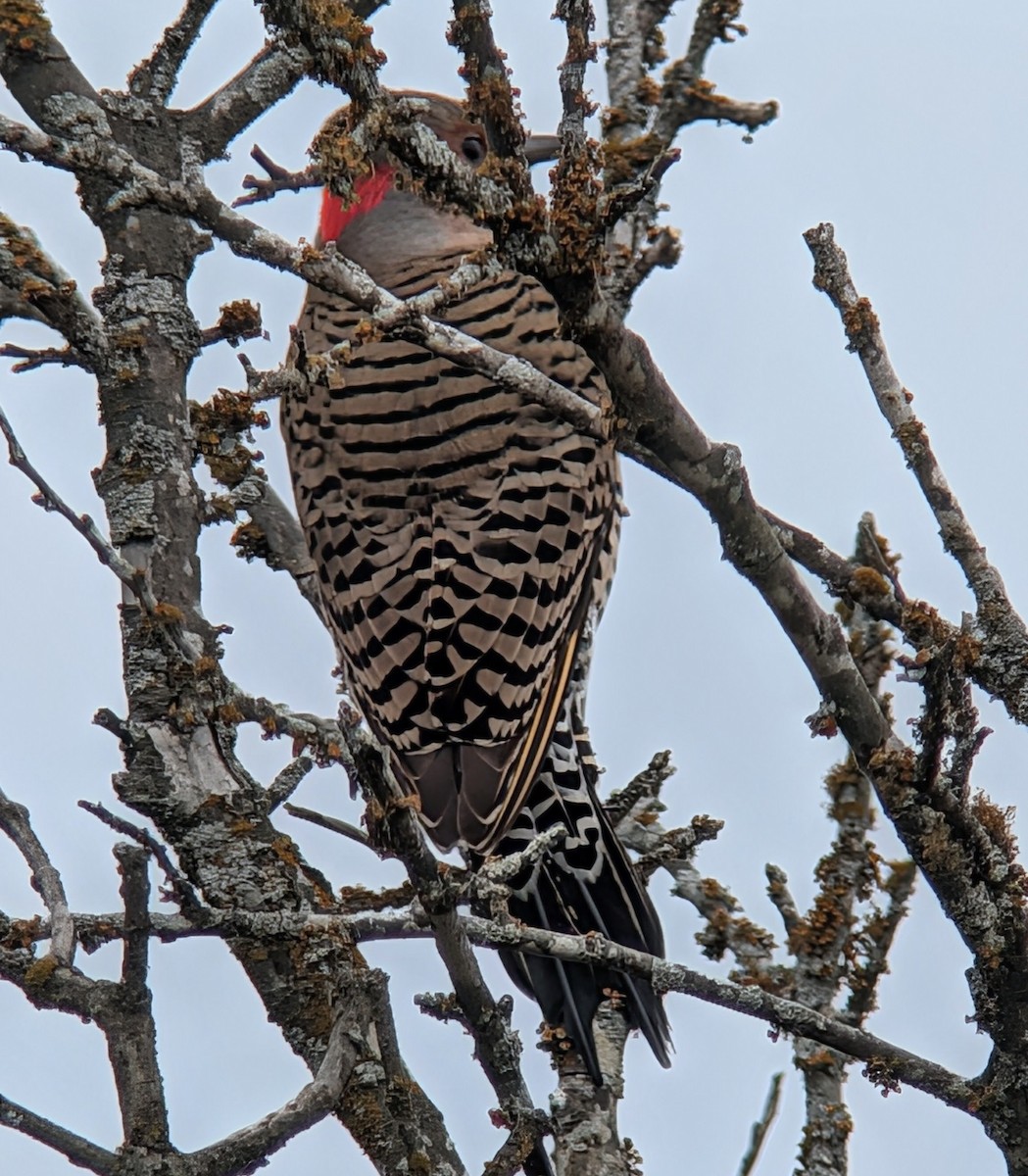 Carpintero Escapulario - ML650666884