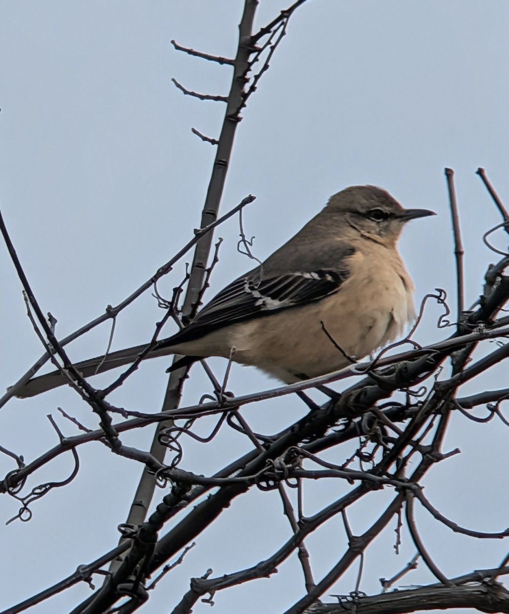 Sinsonte Norteño - ML650666892