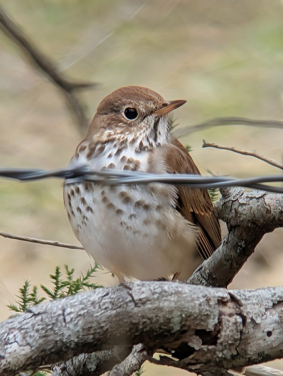 Zorzalito Colirrufo - ML650666902