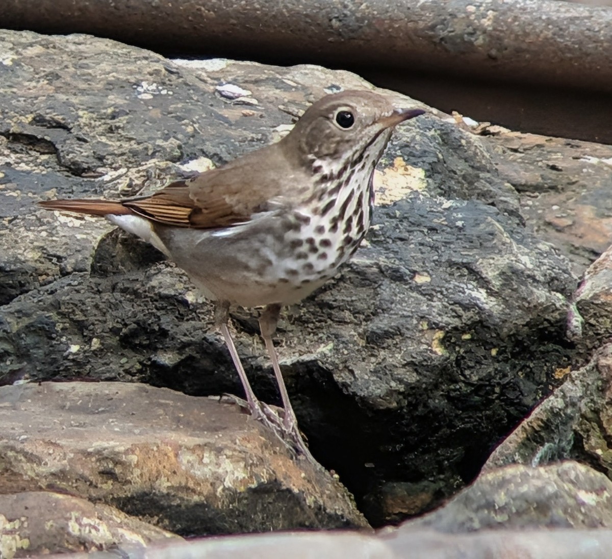 Zorzalito Colirrufo - ML650666906