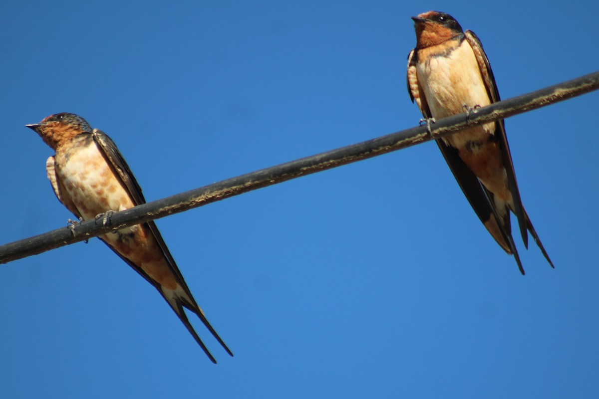 Golondrina Común - ML650666908