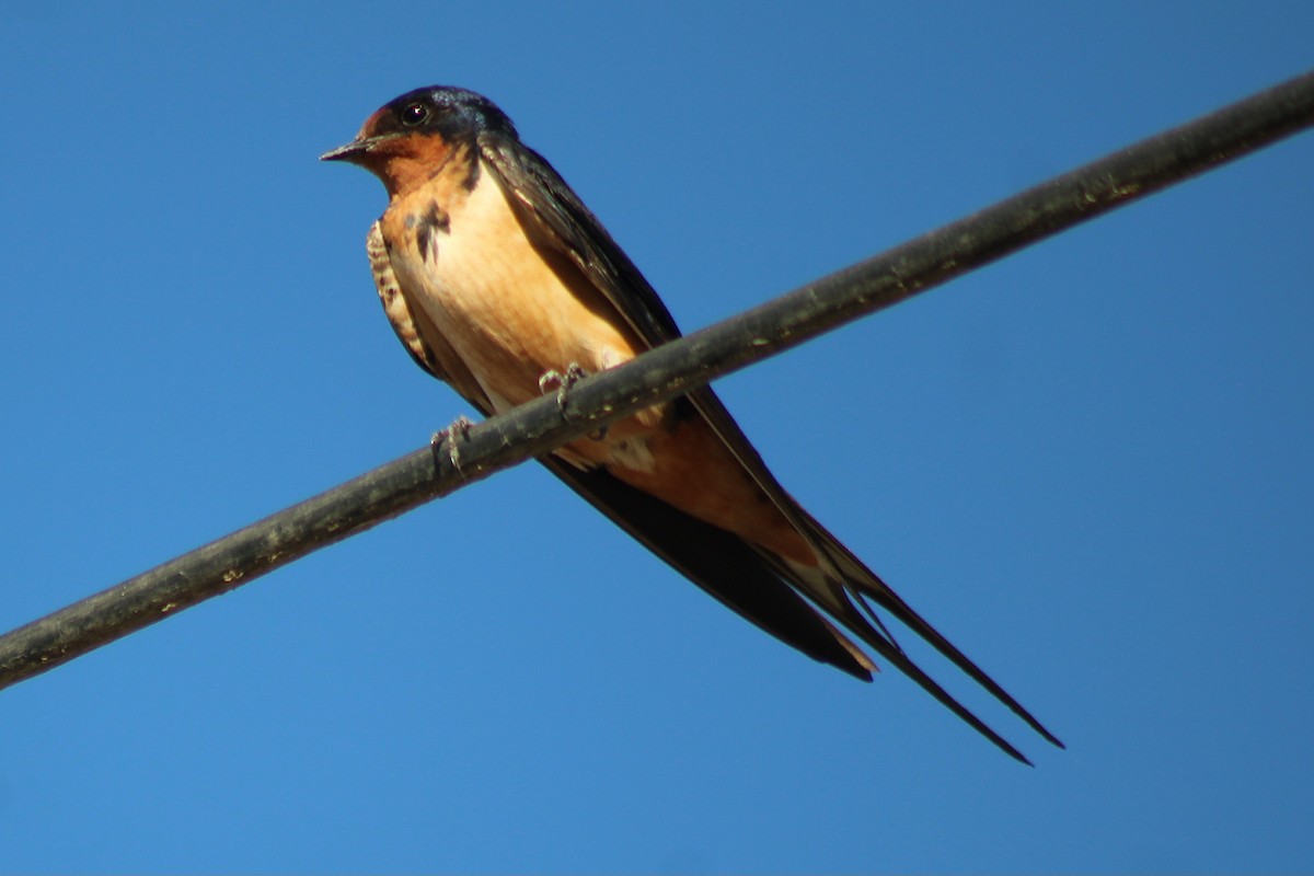 Golondrina Común - ML650666909