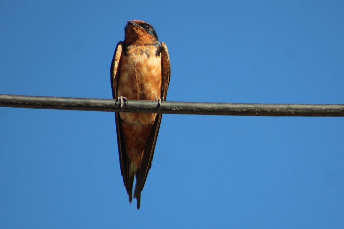 Golondrina Común - ML650666910