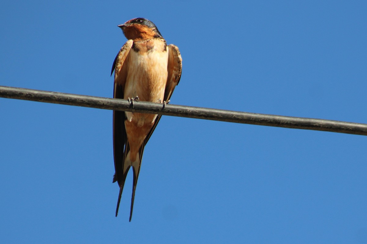 Golondrina Común - ML650666911