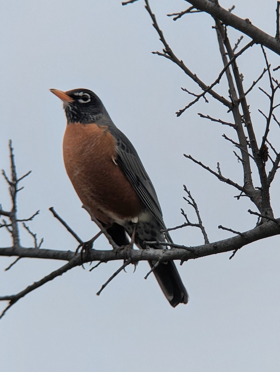 Zorzal Americano - ML650666922