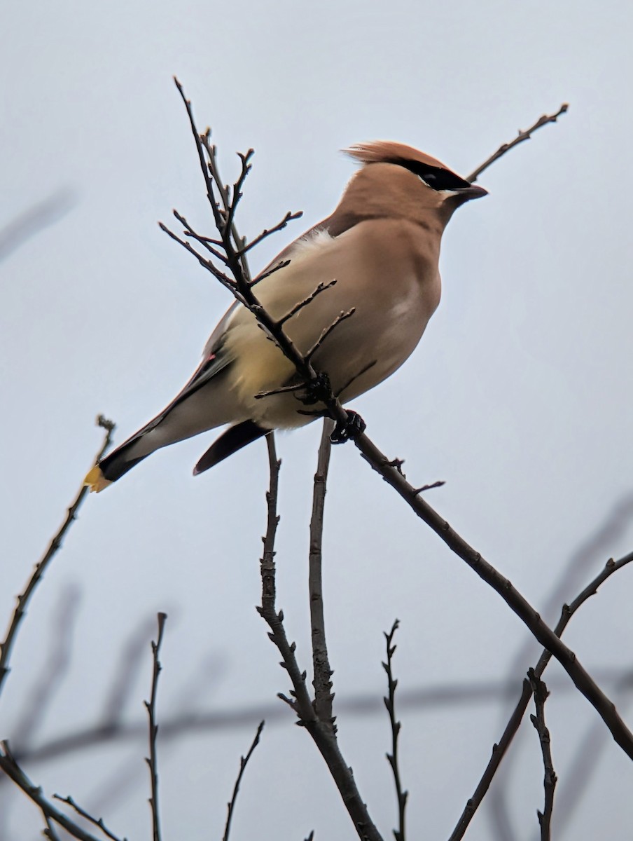 Ampelis Americano - ML650666939