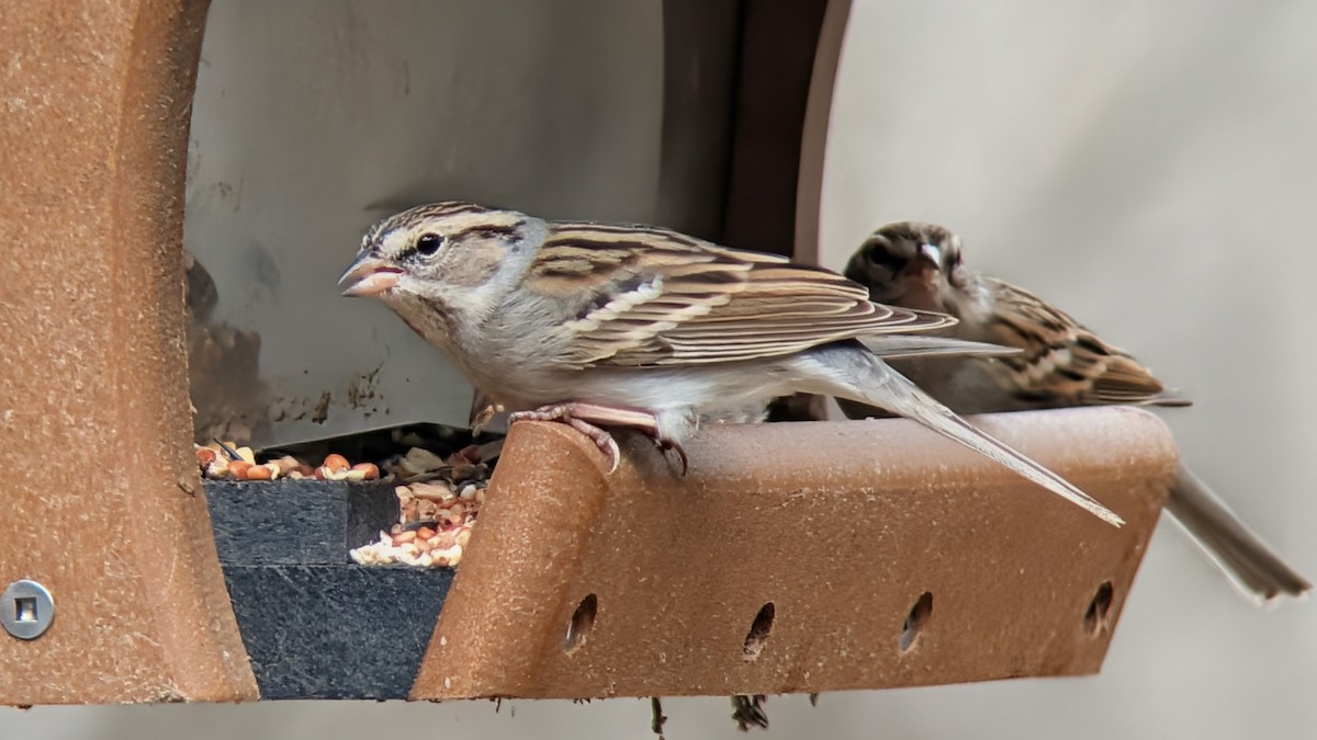 Chingolo Cejiblanco - ML650666950