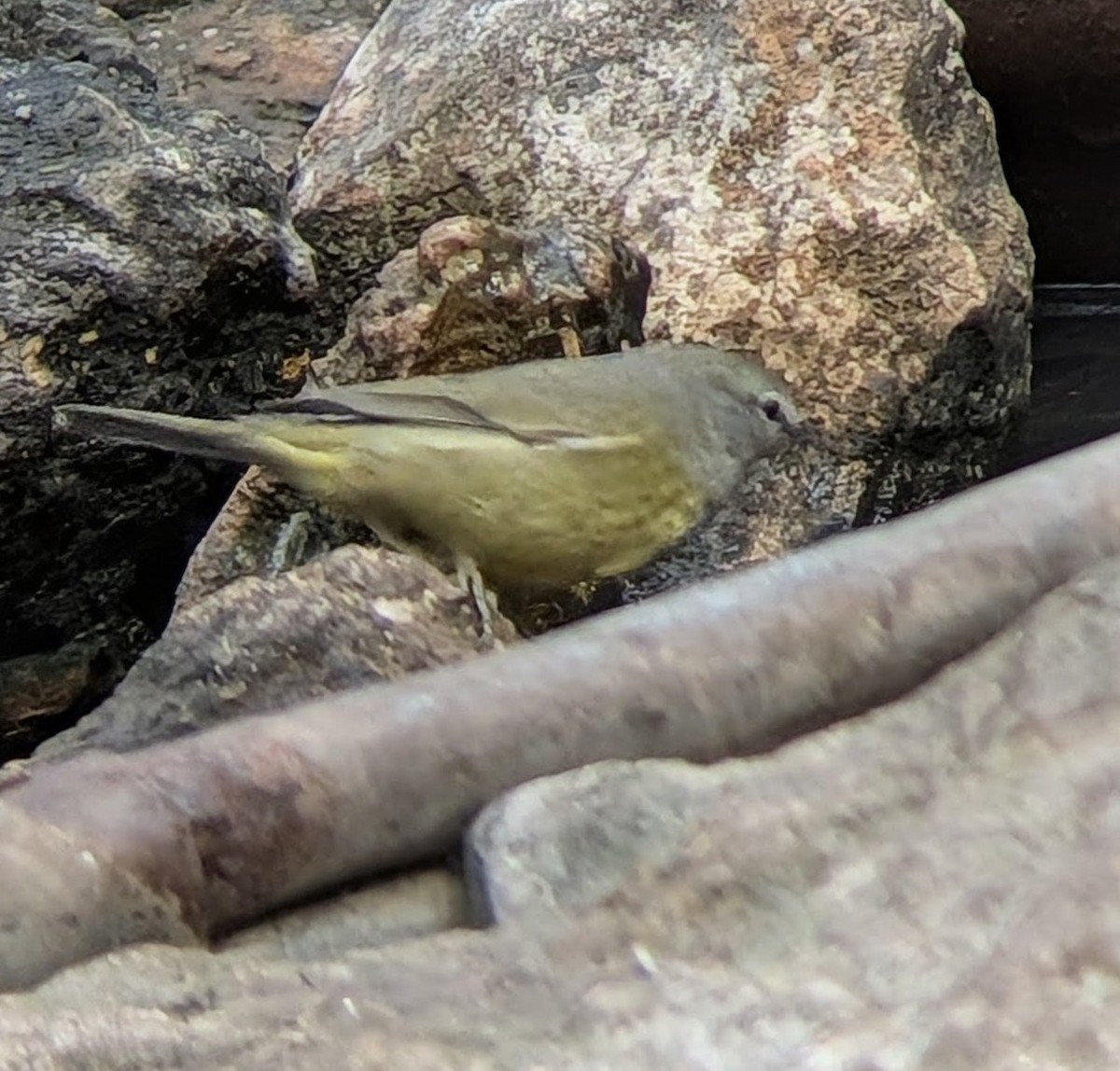 Reinita Coroninaranja - ML650666957