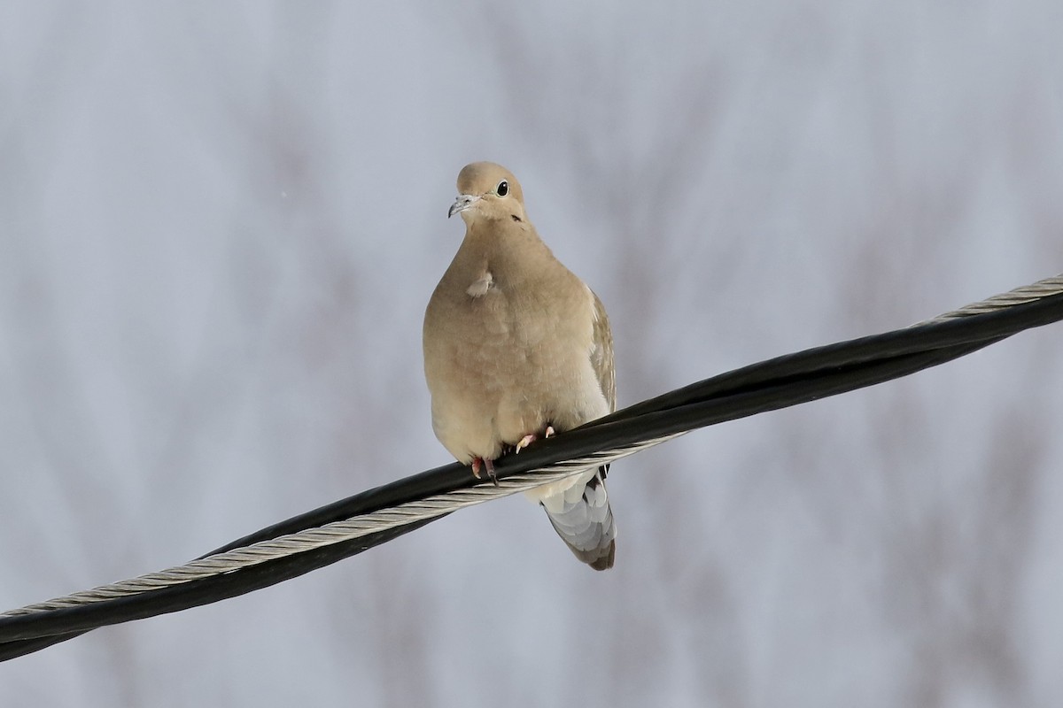 Плачущая горлица - ML650667094