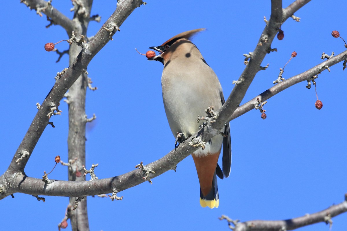 Свиристель - ML650667128