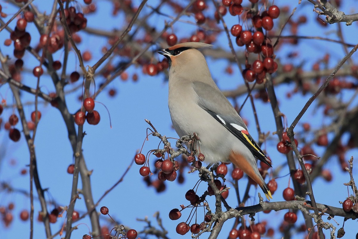 Свиристель - ML650667129