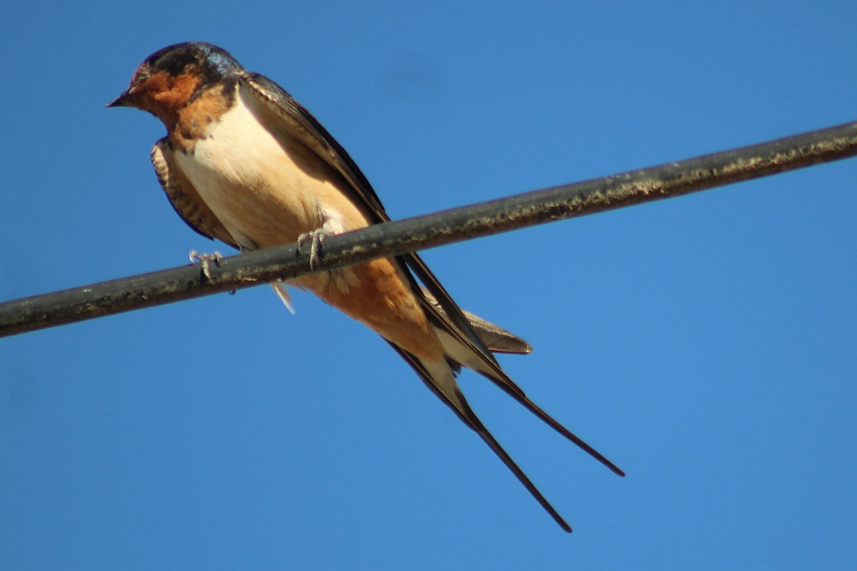 Golondrina Común - ML650667131