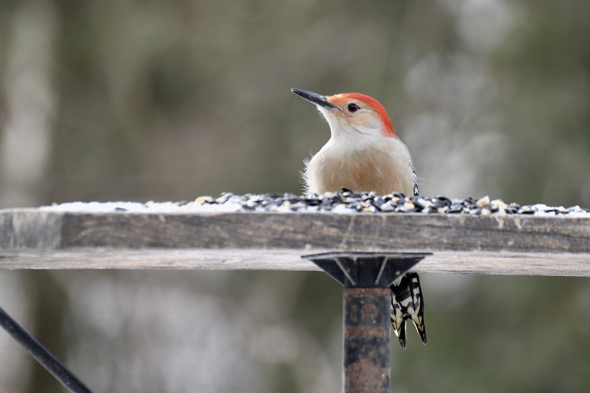 Гіла каролінська - ML650667484