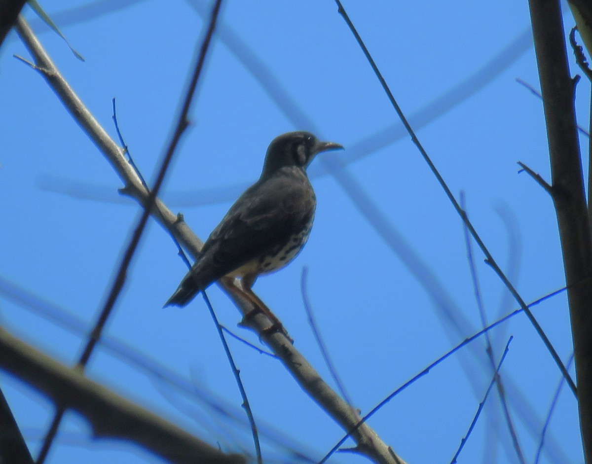 Groundscraper Thrush - ML650668251