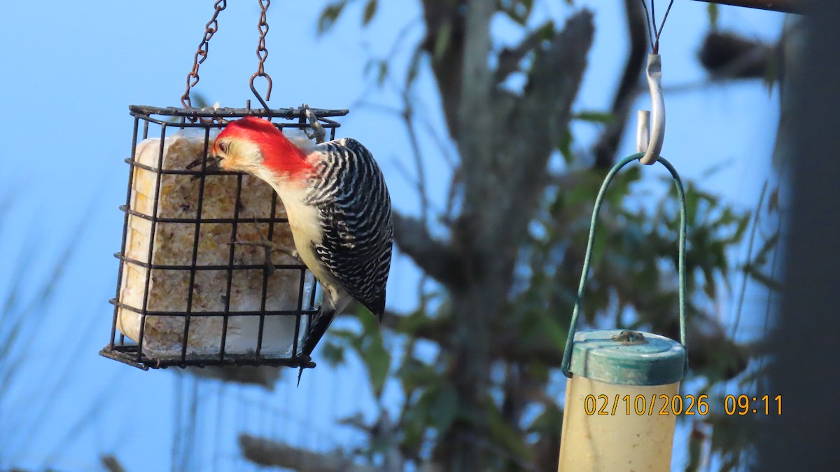 Гіла каролінська - ML650668646