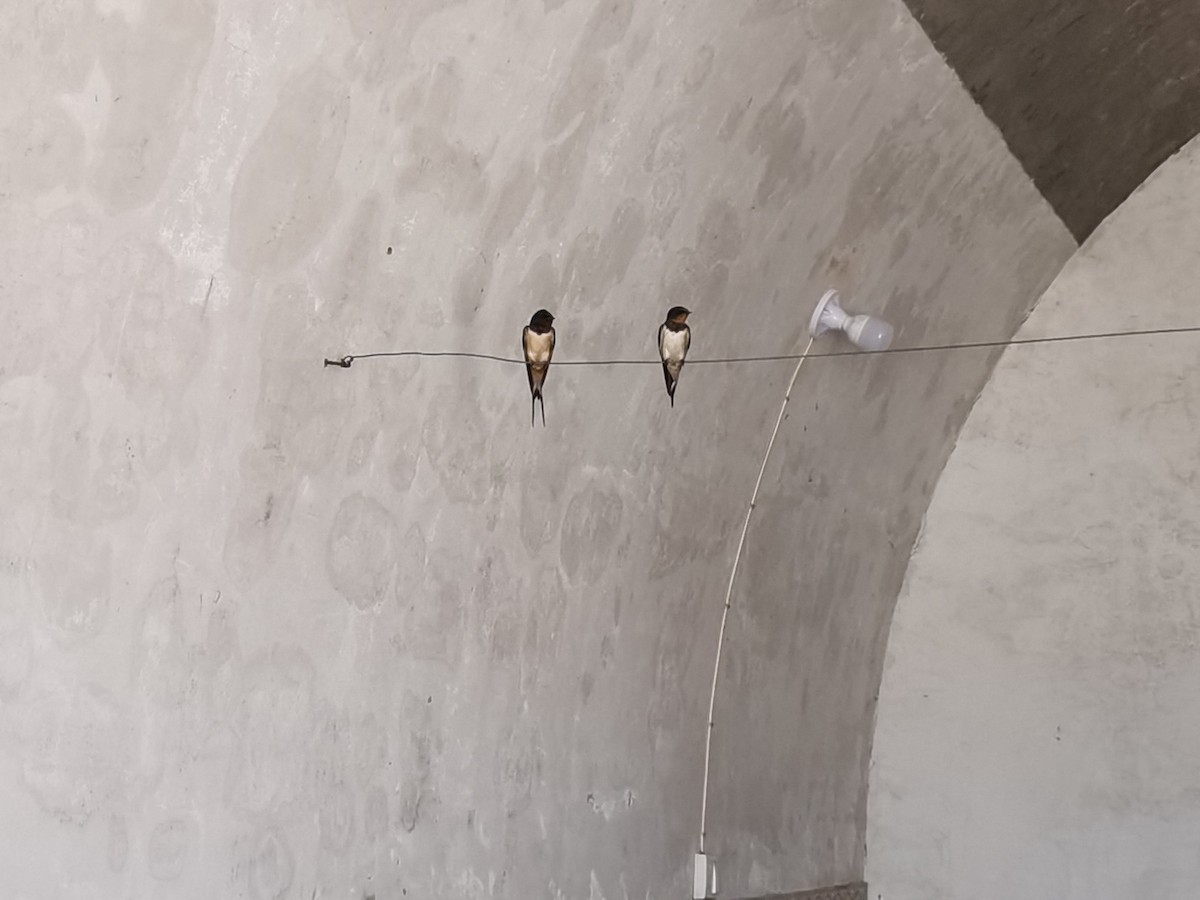 Golondrina Común - ML650668655