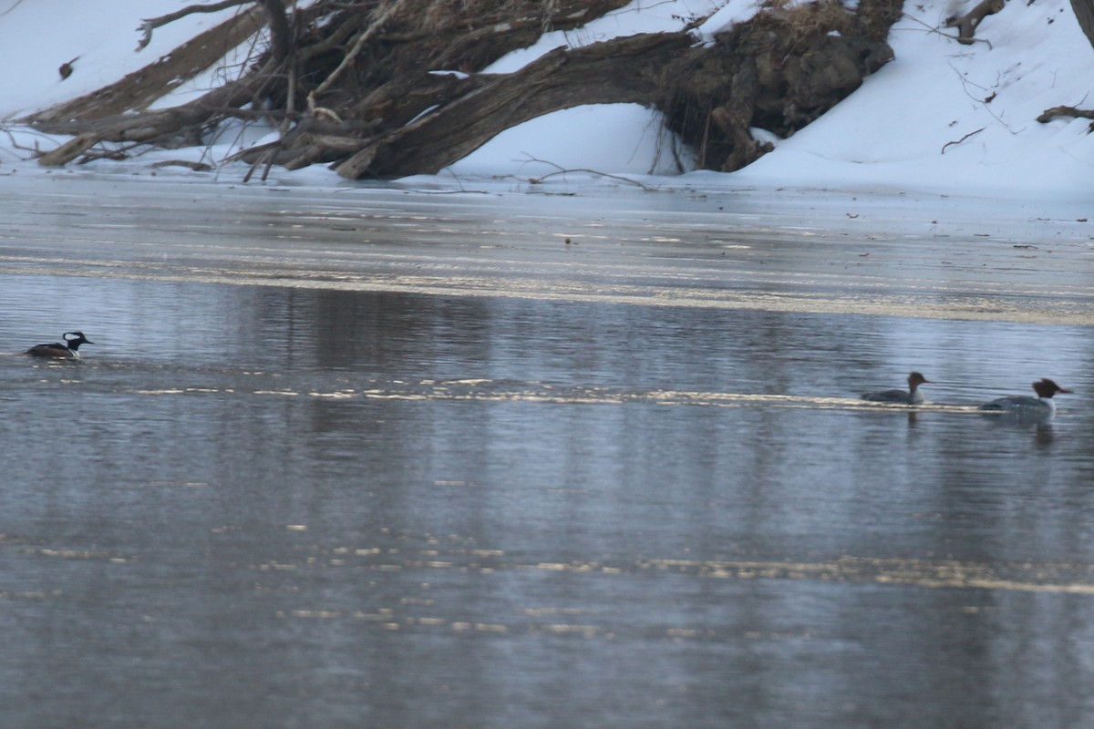 オウギアイサ - ML650669023