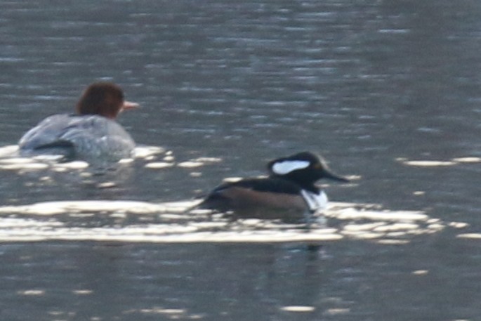 オウギアイサ - ML650669042