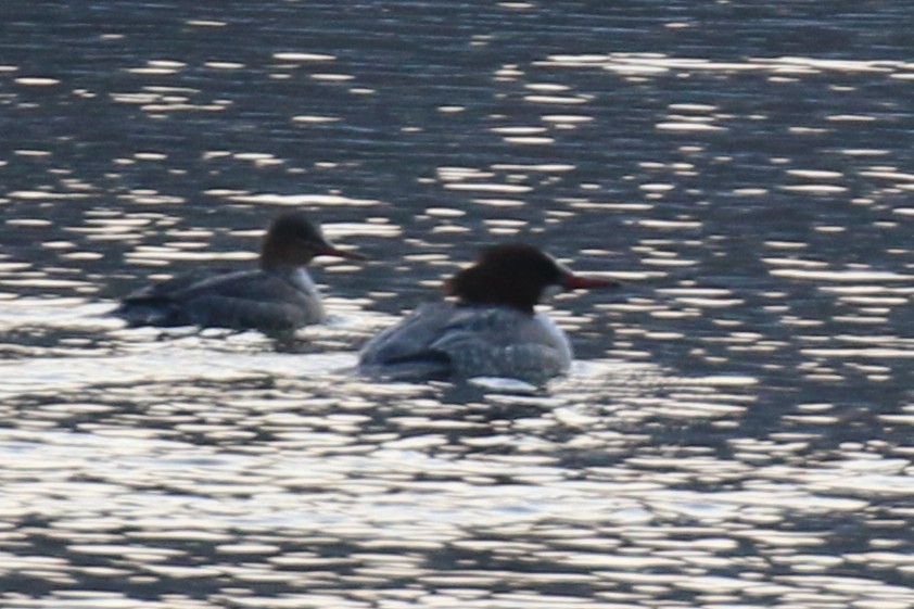 カワアイサ - ML650669051