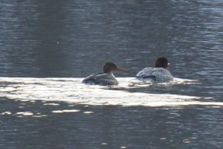 ウミアイサ - ML650669068