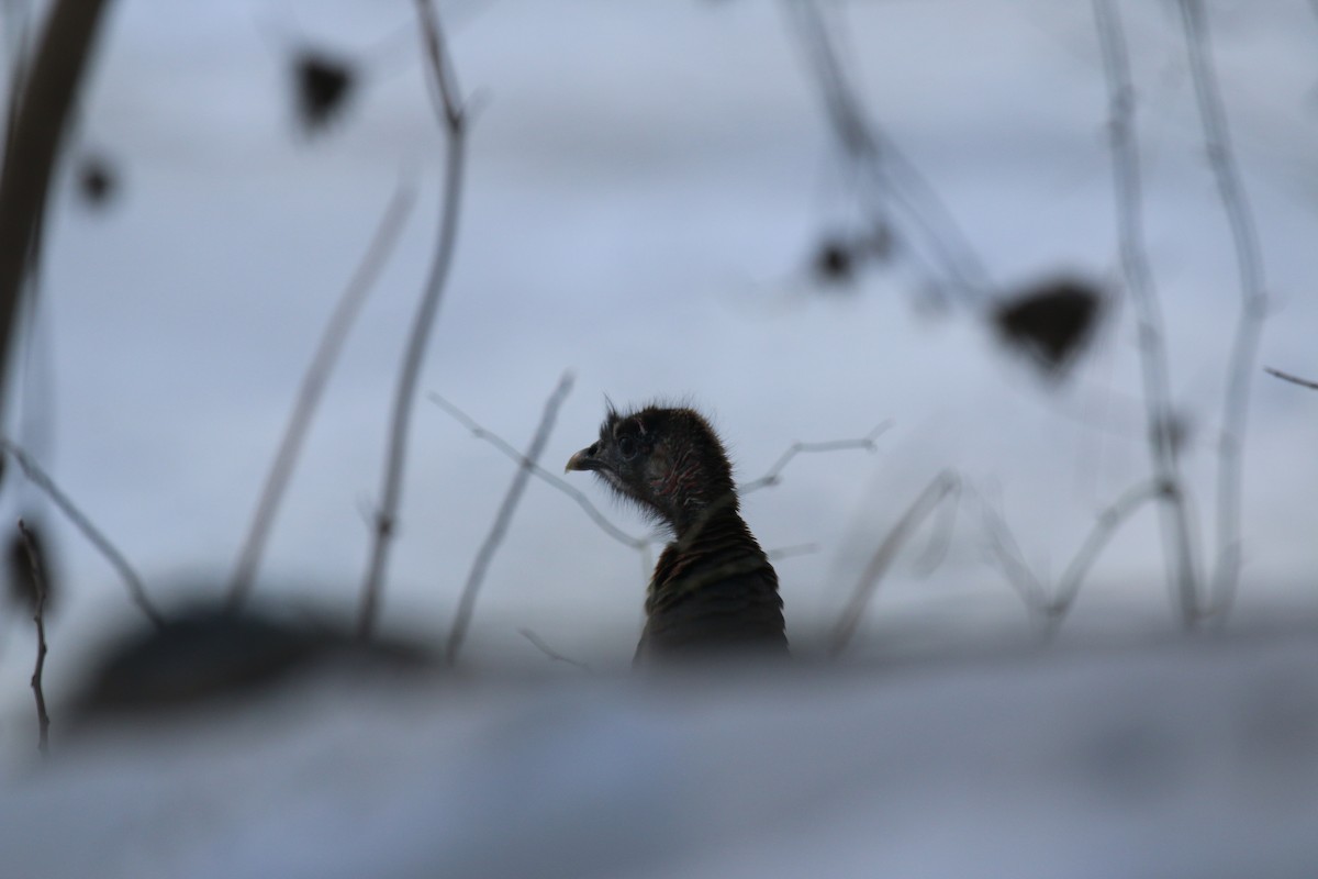 シチメンチョウ - ML650669084