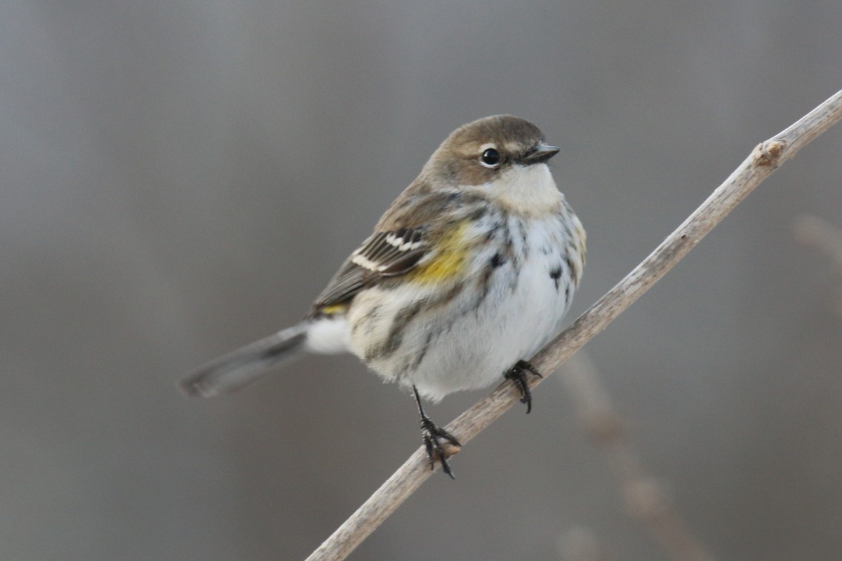 キヅタアメリカムシクイ - ML650669099