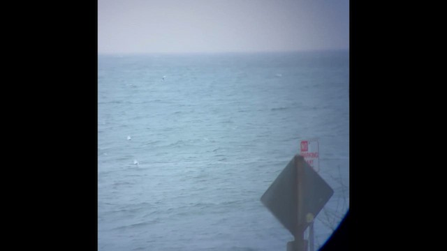 Forster's Tern - ML650669453