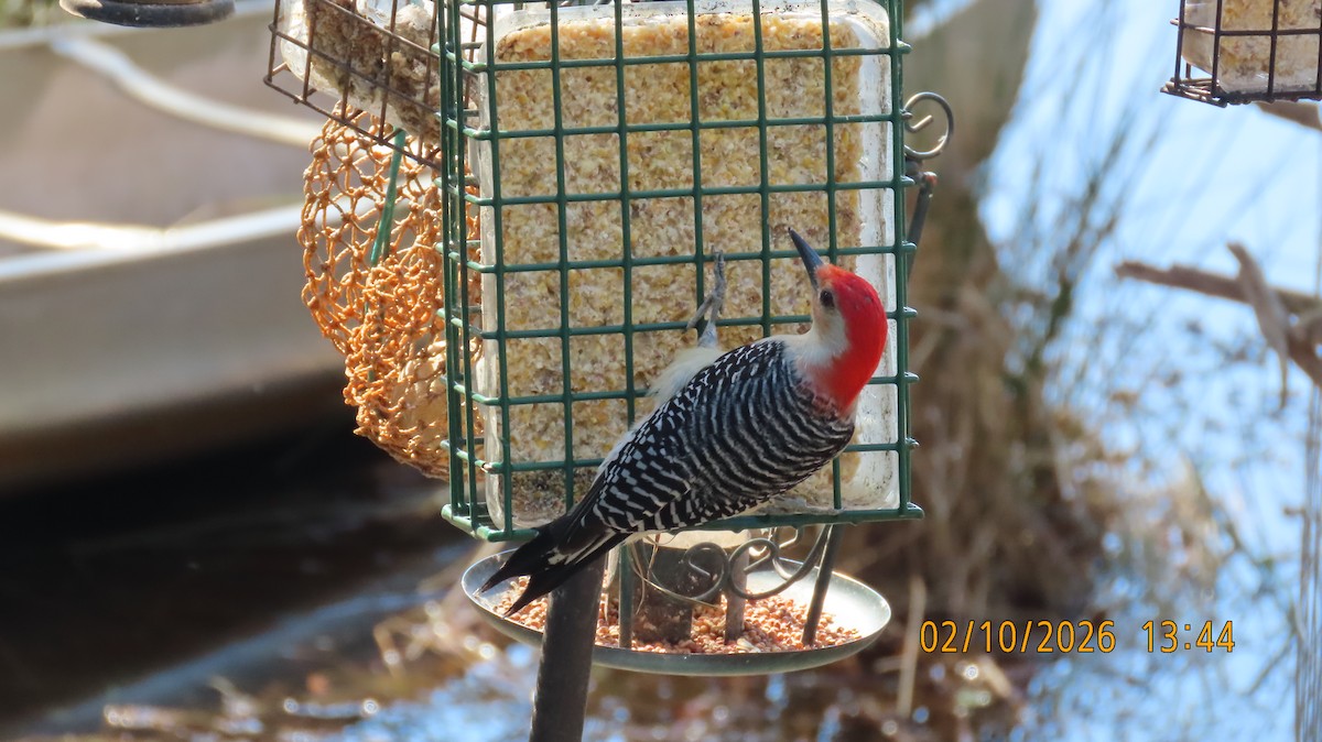 Гіла каролінська - ML650669481