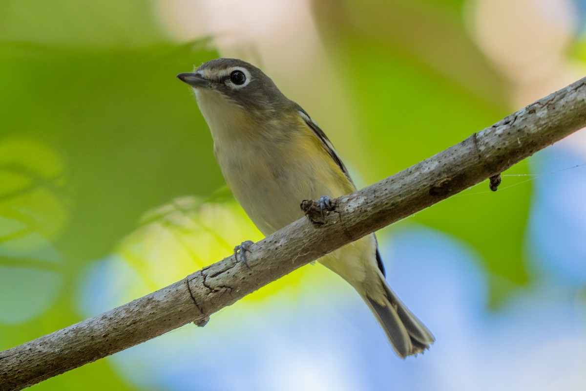 Blue-headed Vireo - ML650669560