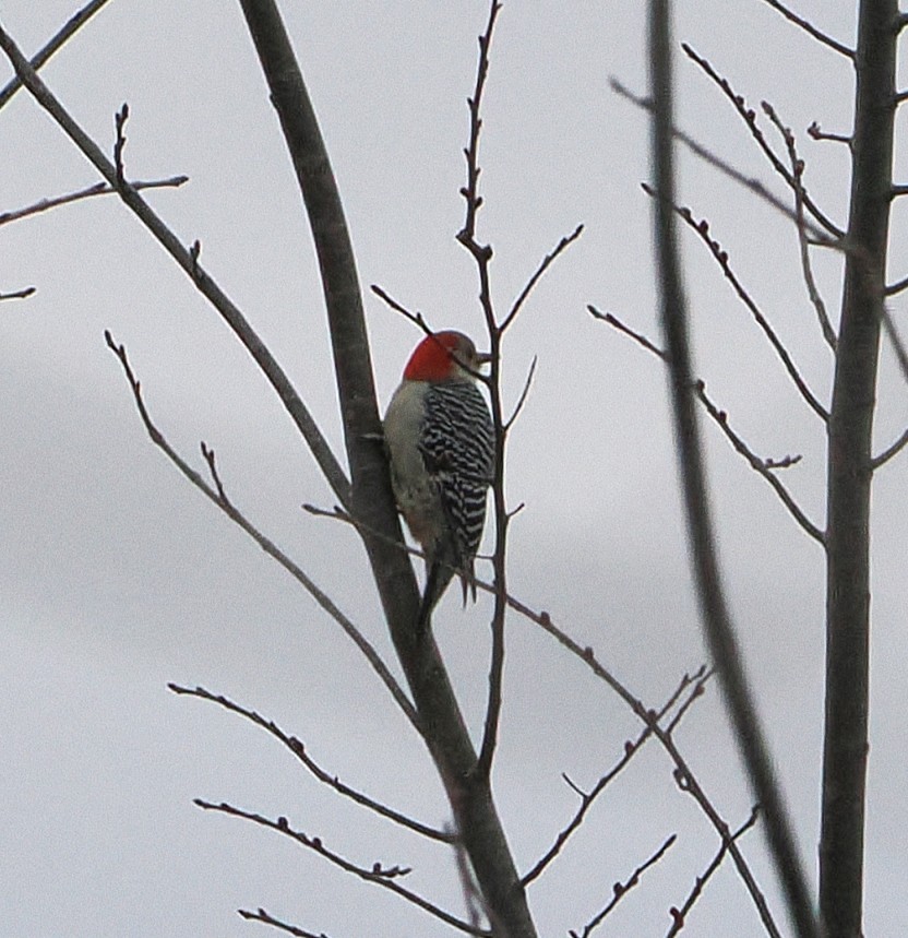 Гіла каролінська - ML650670138