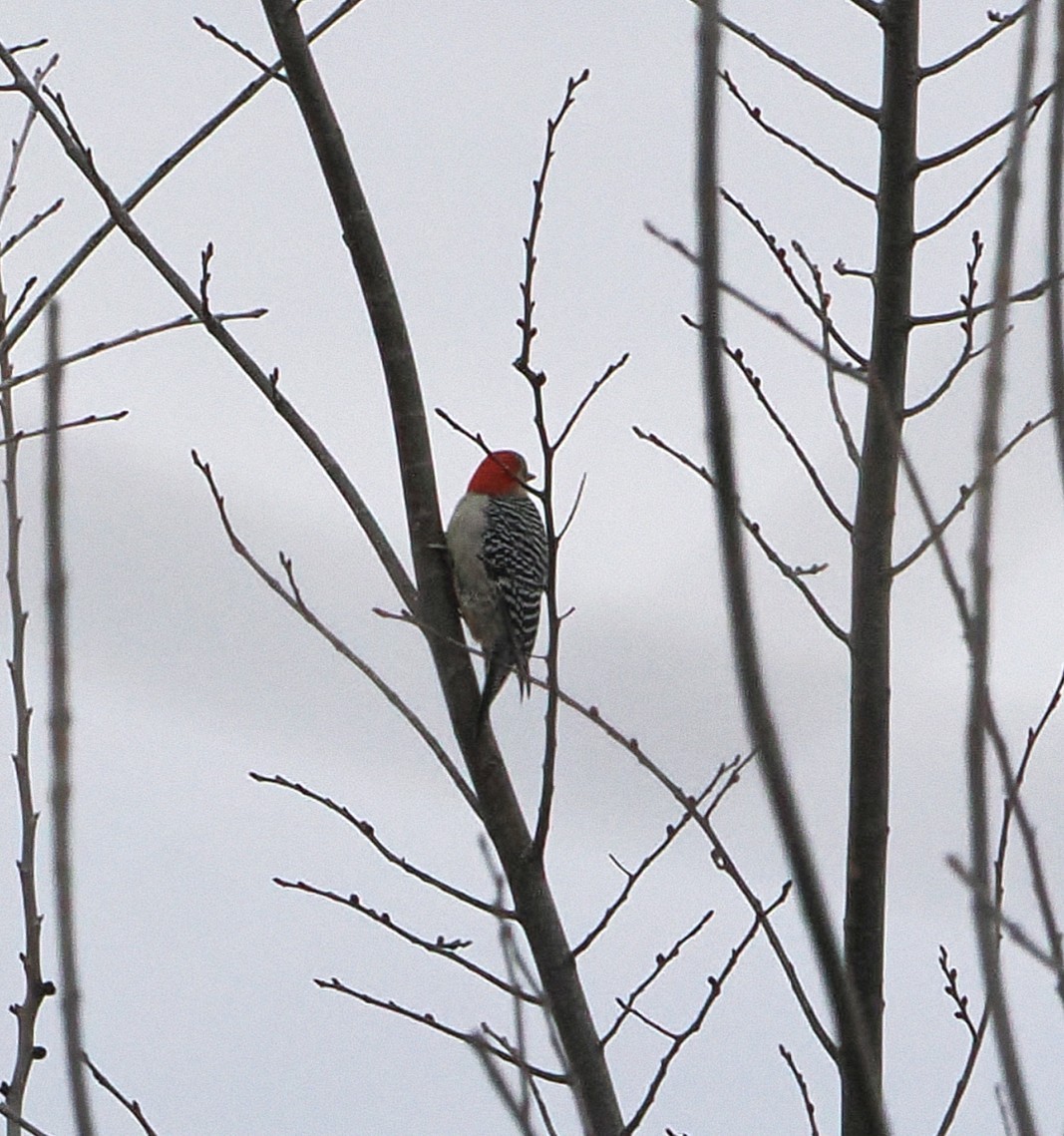 Гіла каролінська - ML650670139