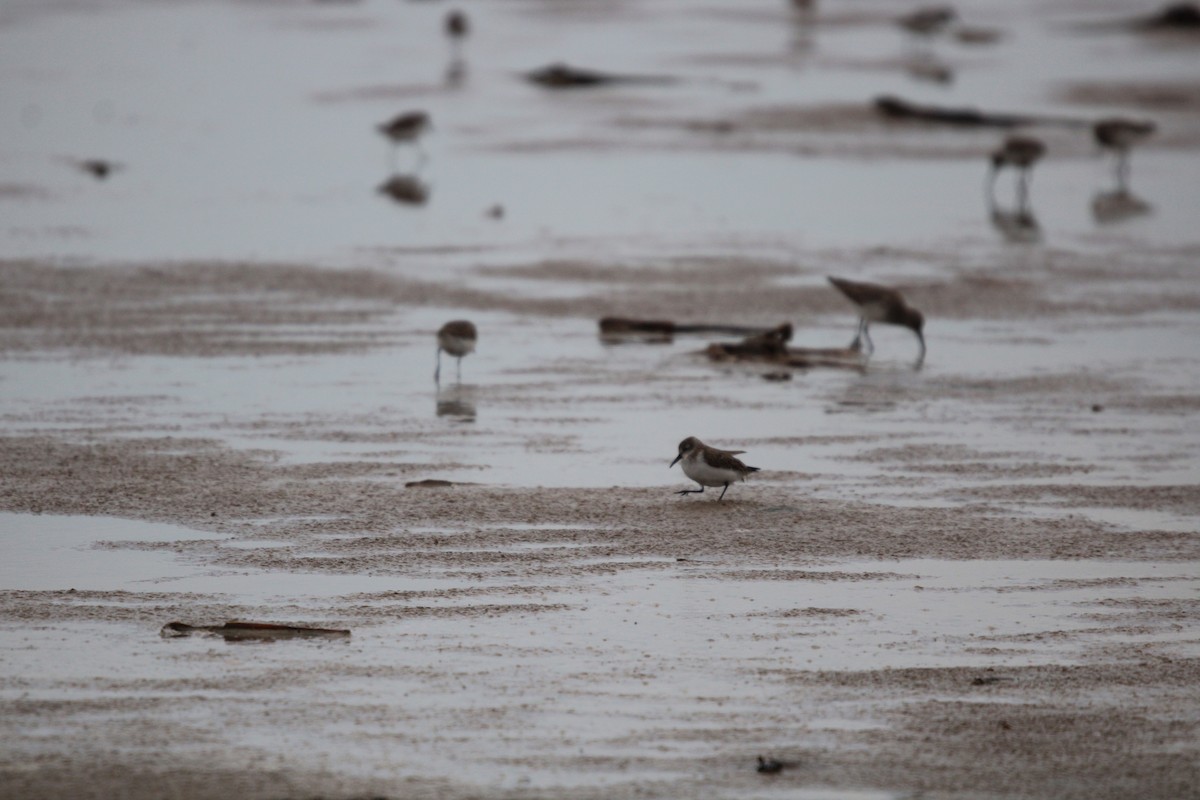 Bergstrandläufer - ML650670304