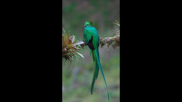 Resplendent Quetzal - ML650670362